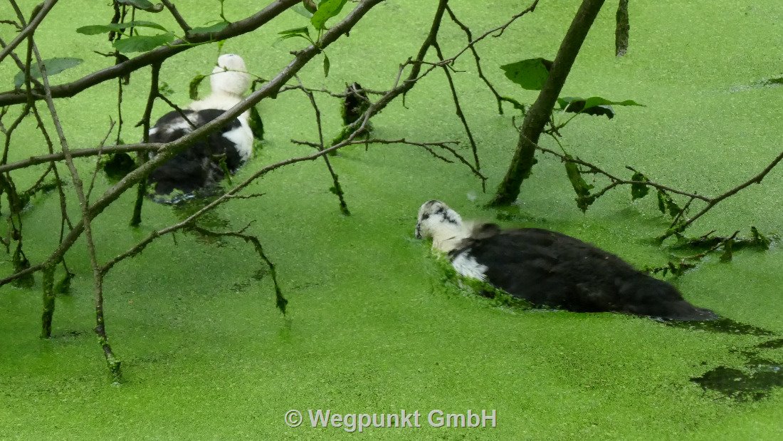 Enten im Waldweiher Richtung Lüneburg